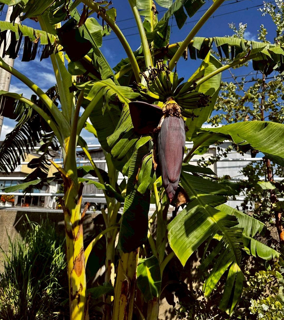 ファゼンダ・サウダージの事業内容についてのイメージ画像です