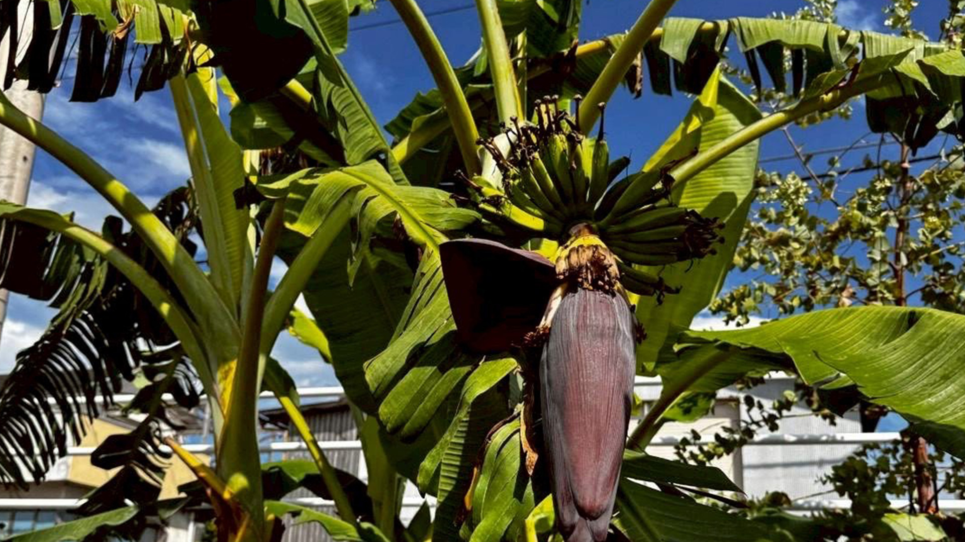 ファゼンダ・サウダージの事業内容についてのイメージ画像です