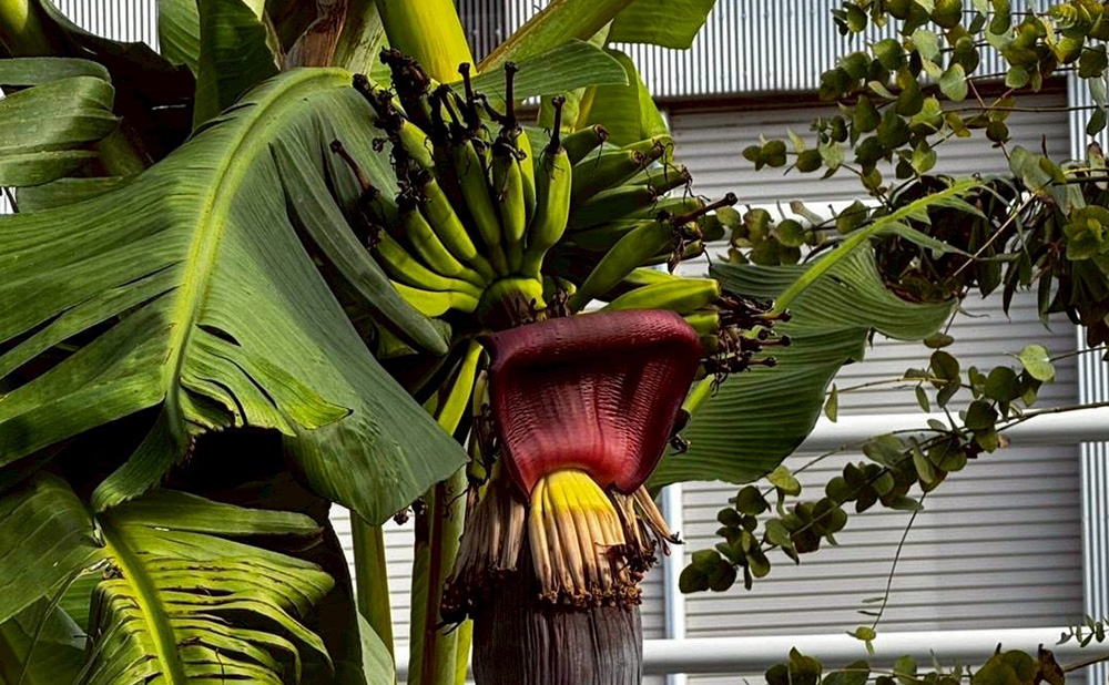 果実栽培及び販売のイメージ画像です