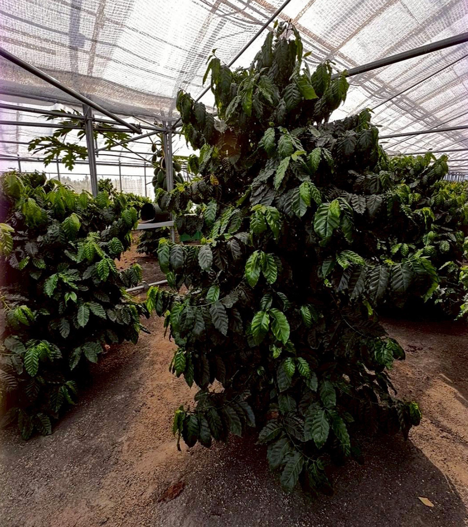 ファゼンダ・サウダージの会社情報についてのイメージ画像です