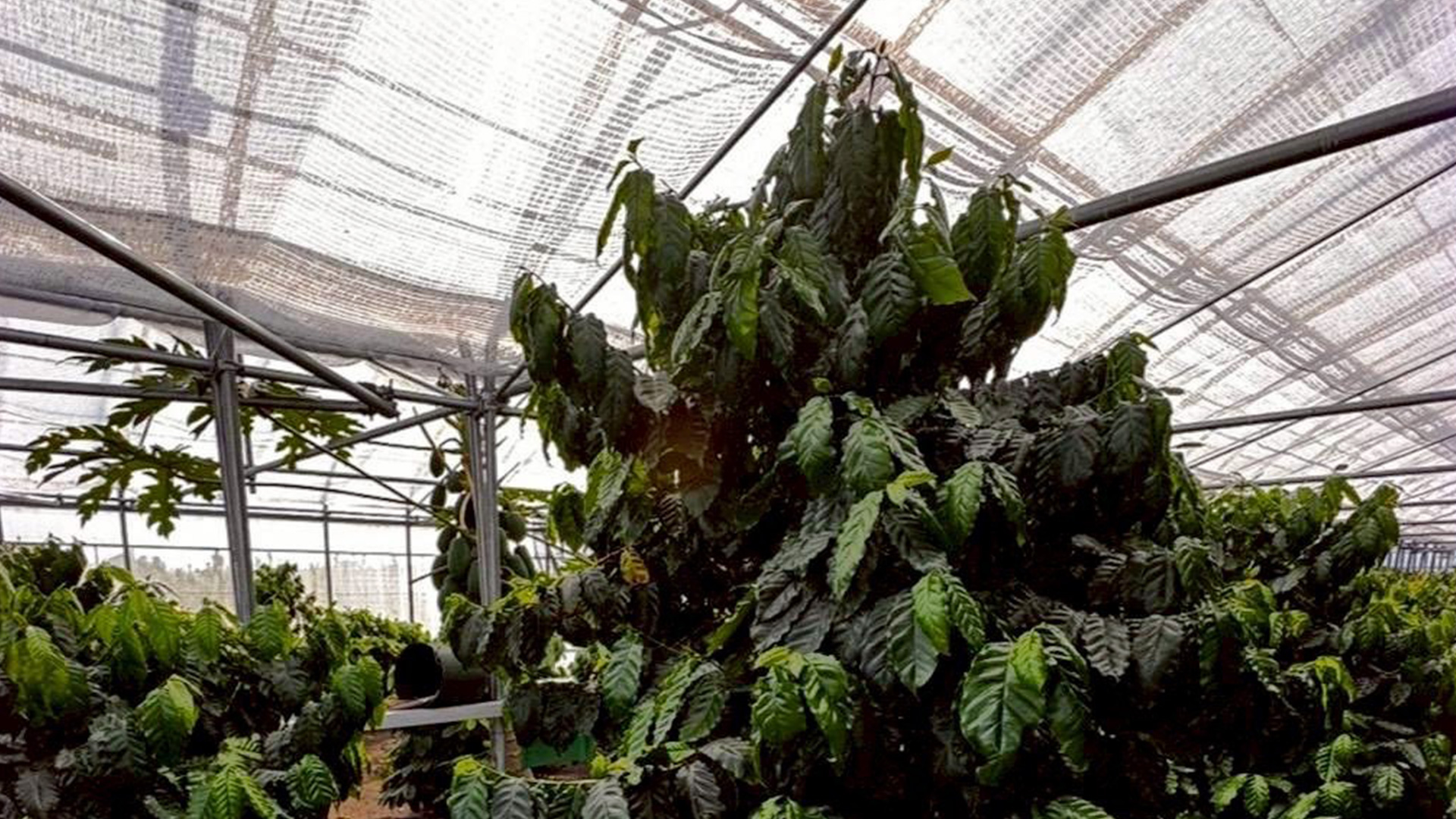 ファゼンダ・サウダージの会社情報についてのイメージ画像です