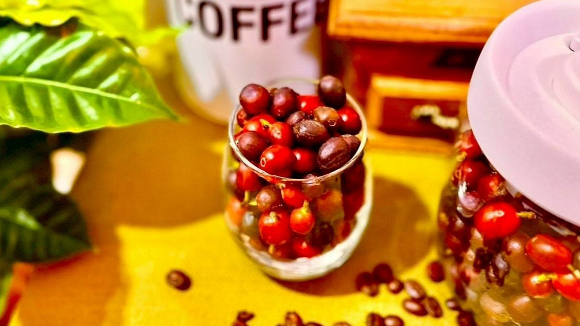 ファゼンダ・サウダージのイメージ画像です