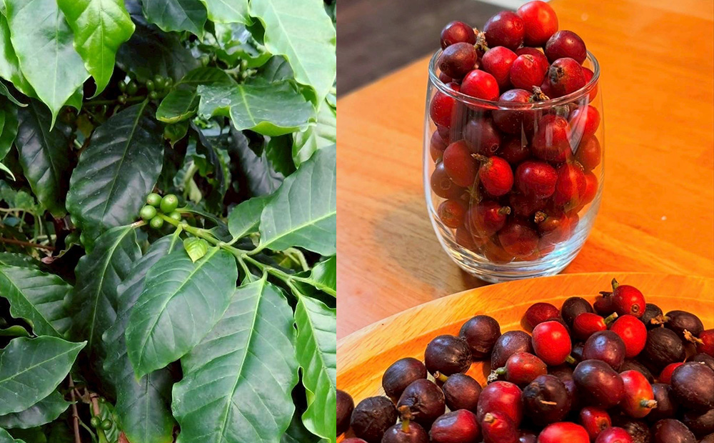 ファゼンダ・サウダージのイメージ画像です